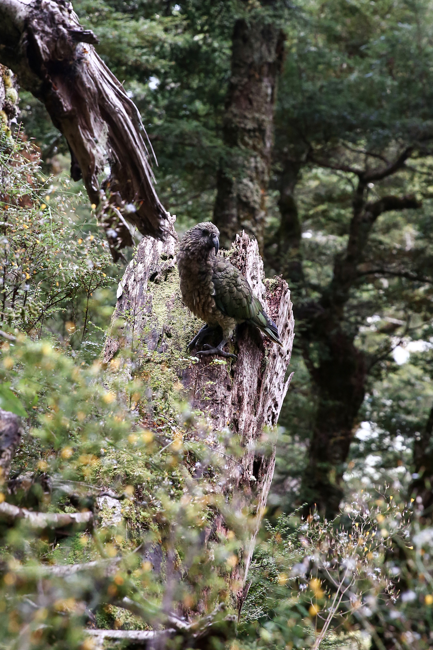 NZ South Island Road Trip