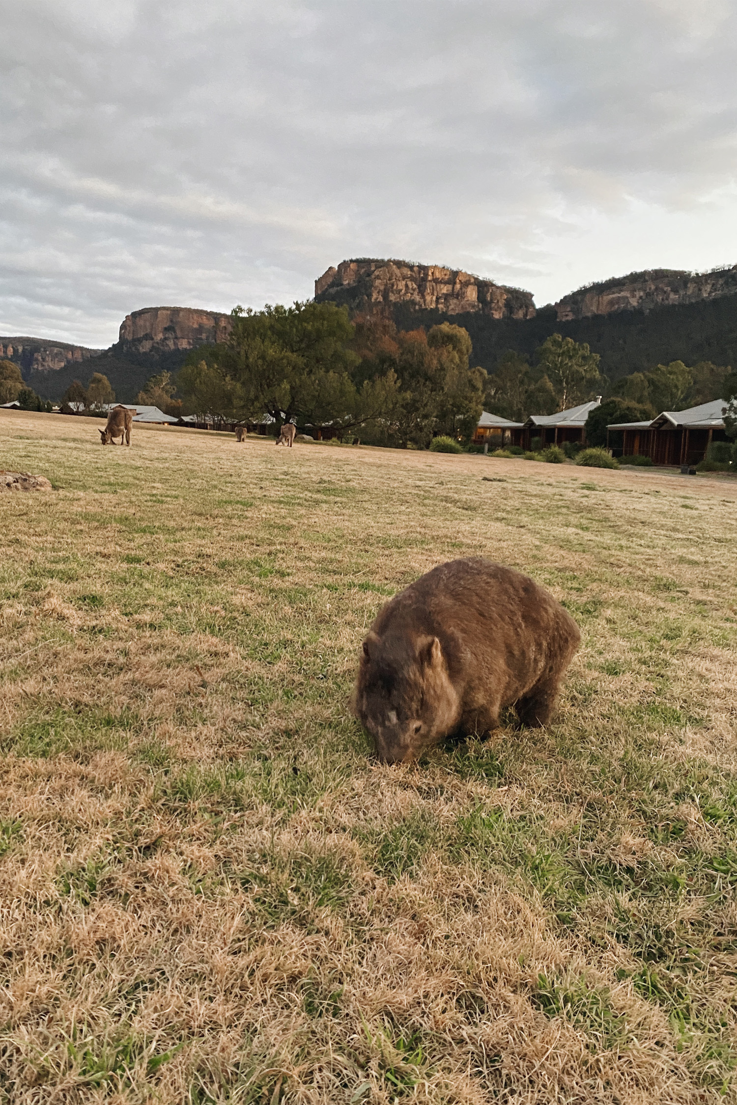 Emirates One and Only Wolgan Valley Wombat